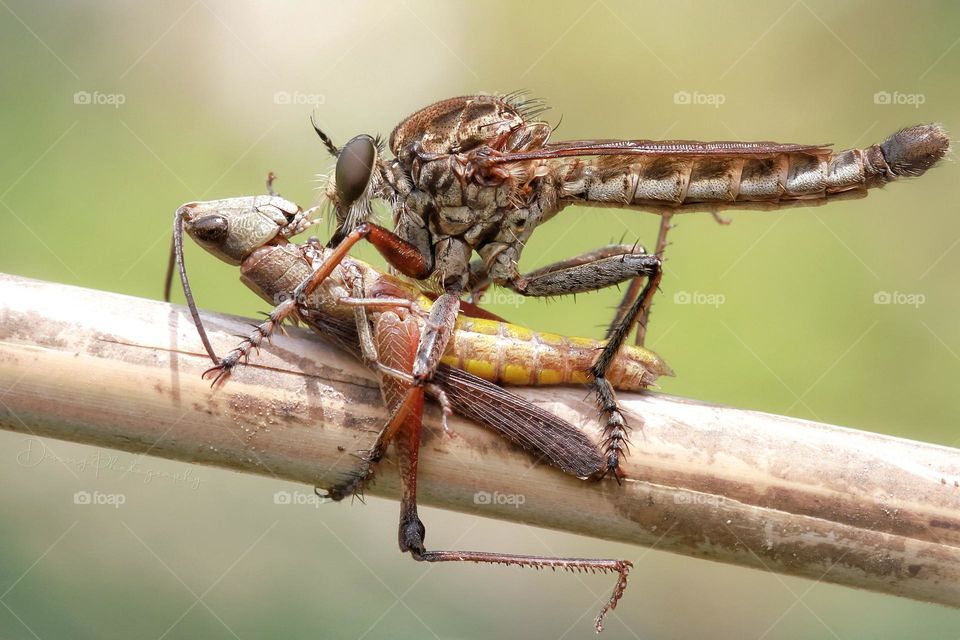 Robberfly with a big prey for lunch