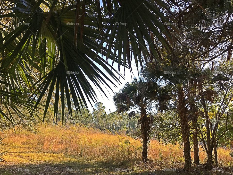 Florida forest