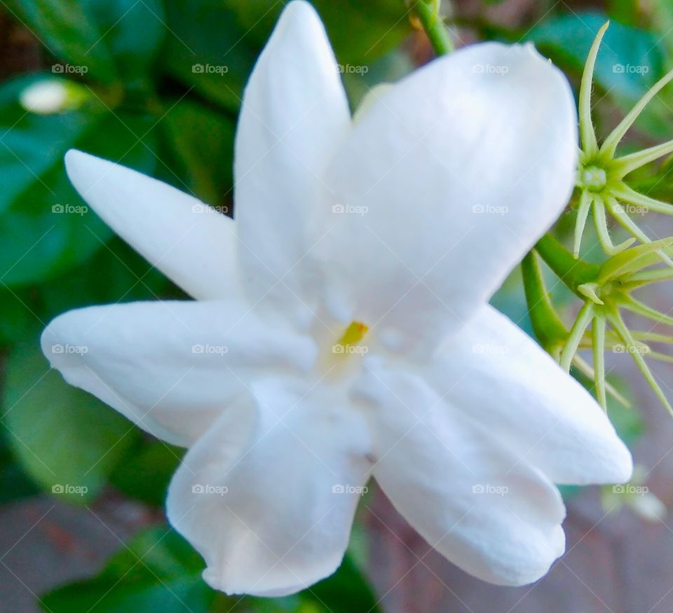 The beauty of jasmine flower