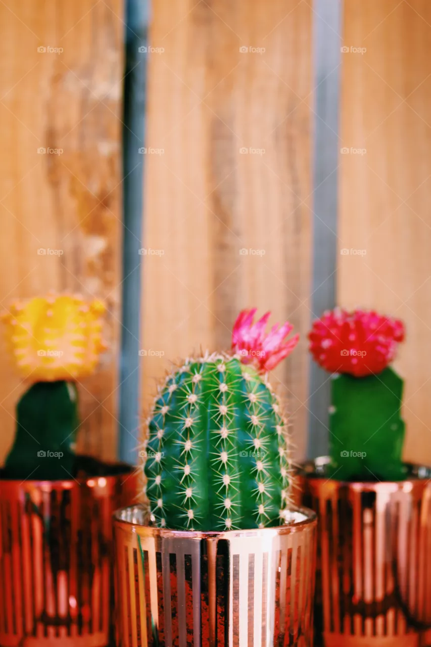 My Cacti 🌵