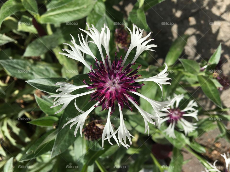 Perennial cornflower