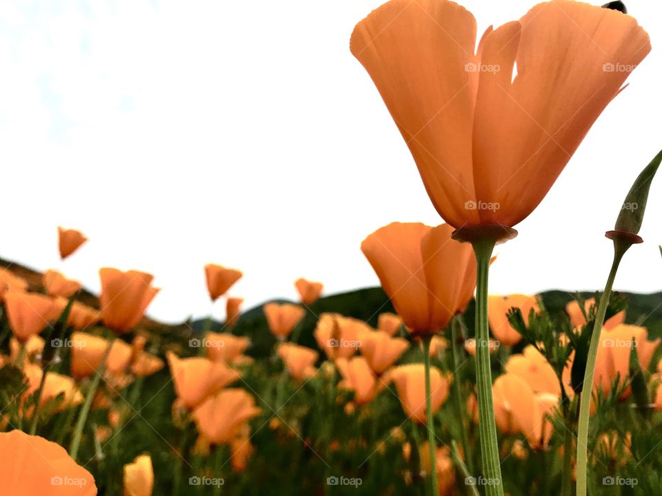 Orange poppies 