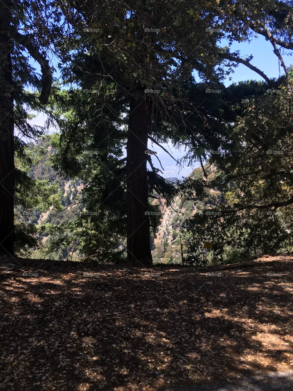 Forest 