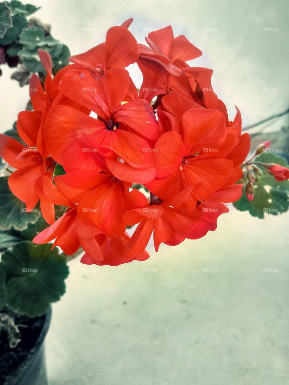 red bright pelargonium in full bloom ,