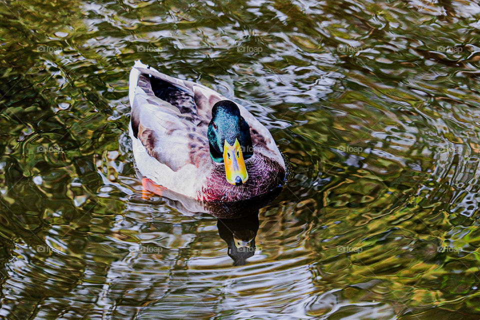 duck in a pond