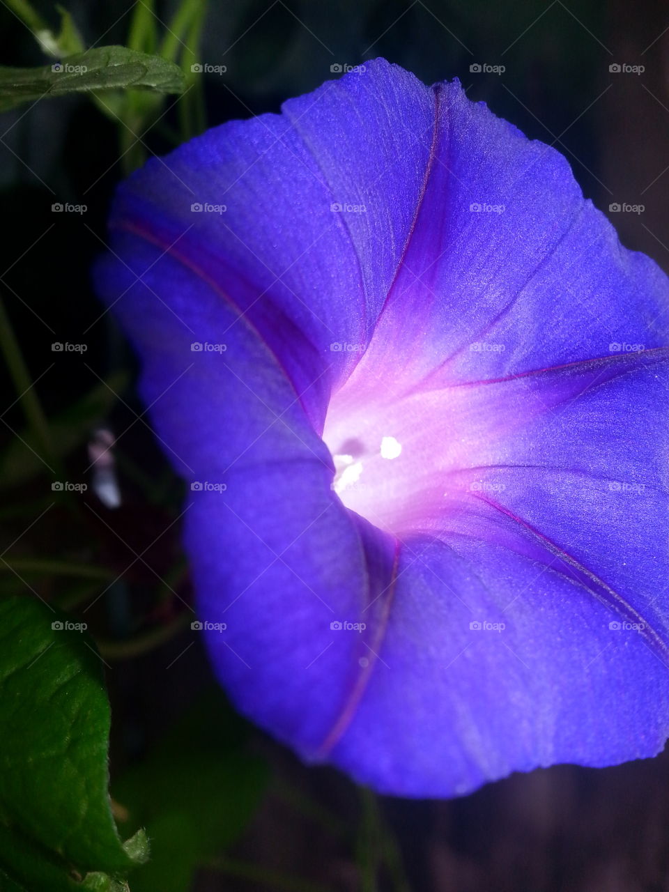 Extreme close-up of a flower
