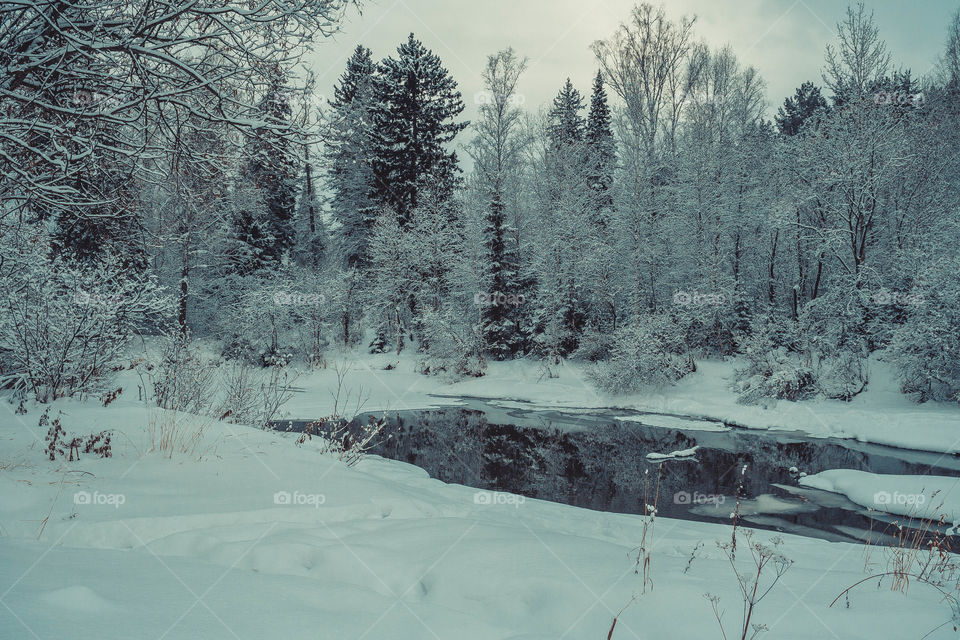 Winter forest