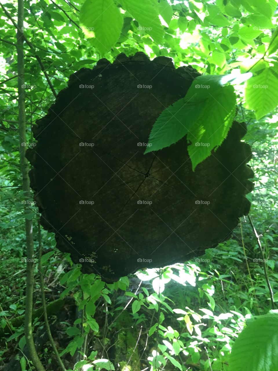 Leaf, Wood, Nature, Flora, Tree