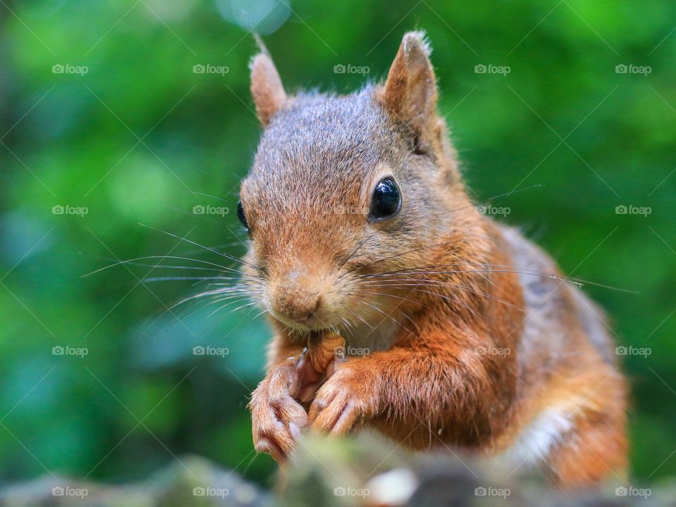 Squirrel portait in the forest