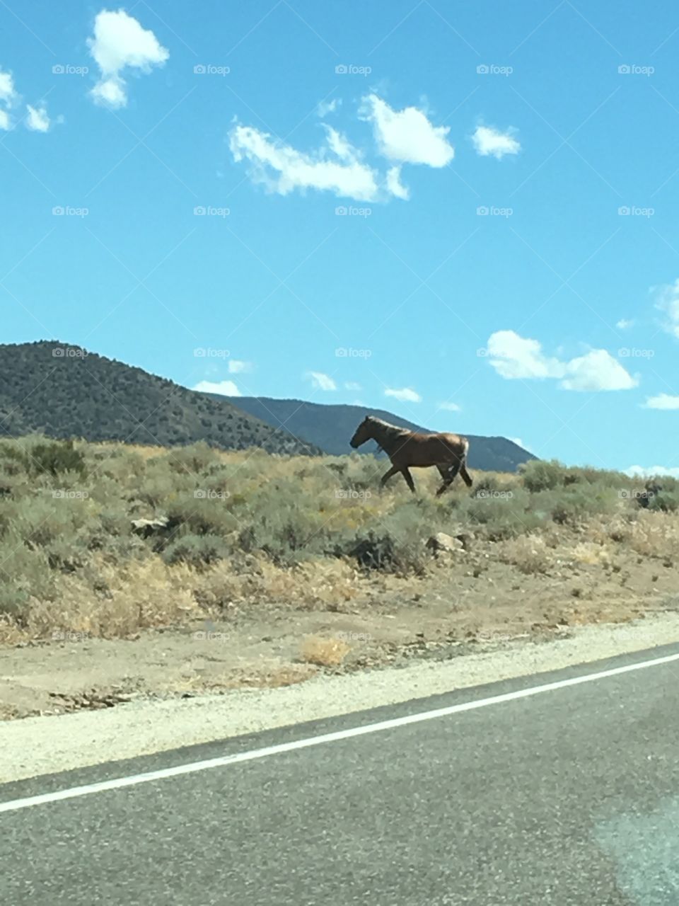 Wild Mustang, Virginia City Nevada 