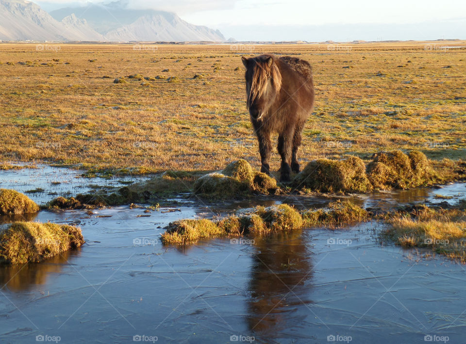 Dark Brown Icelandic Horse Walking in the Autumn Grass Field