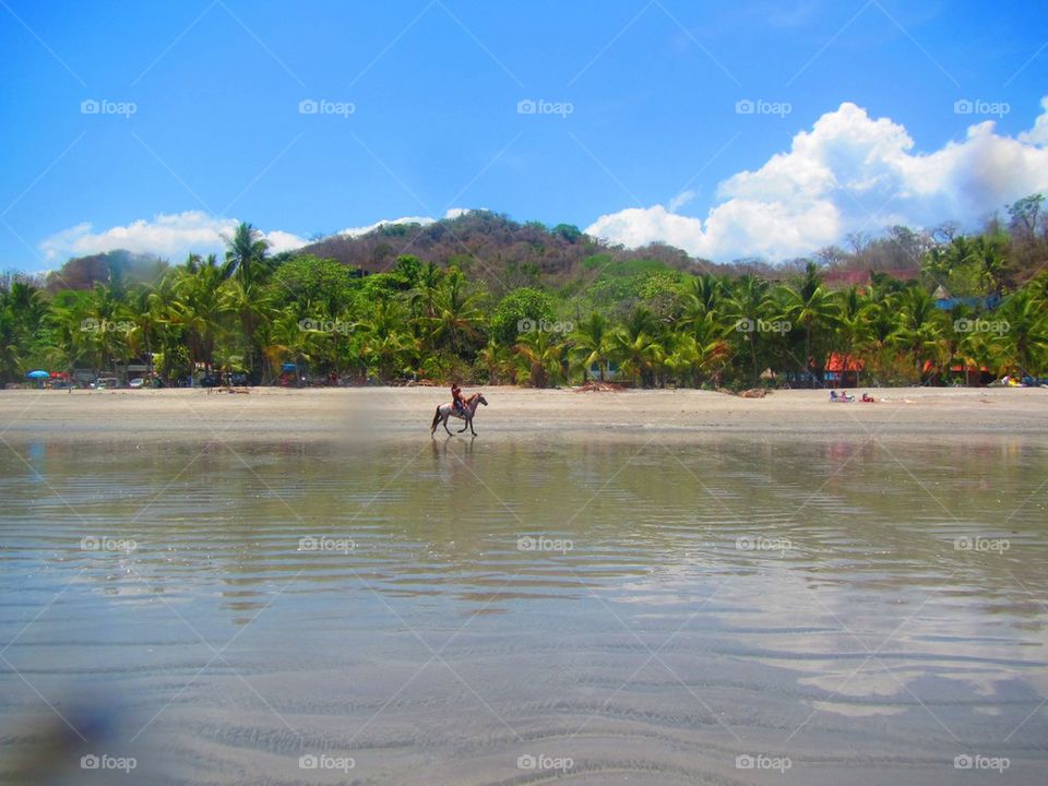 Horses on the beach