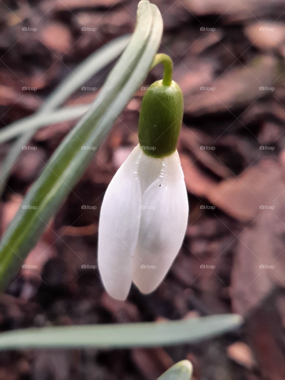 Spring is caming. Snowdrops. Zielona Góra, Poland.