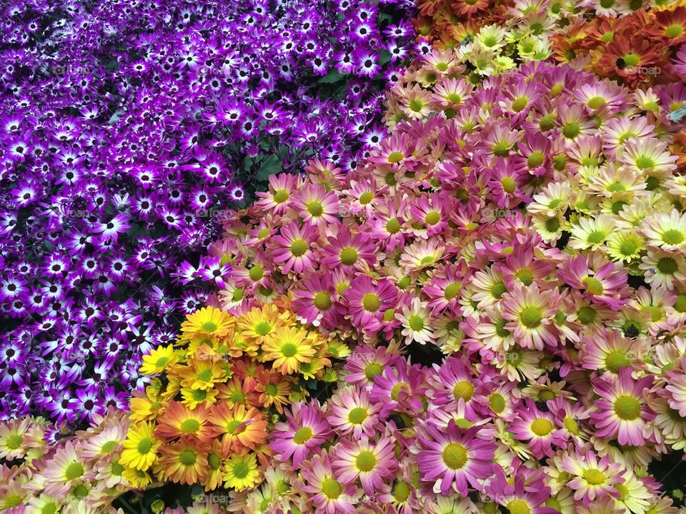 Colorful floral display