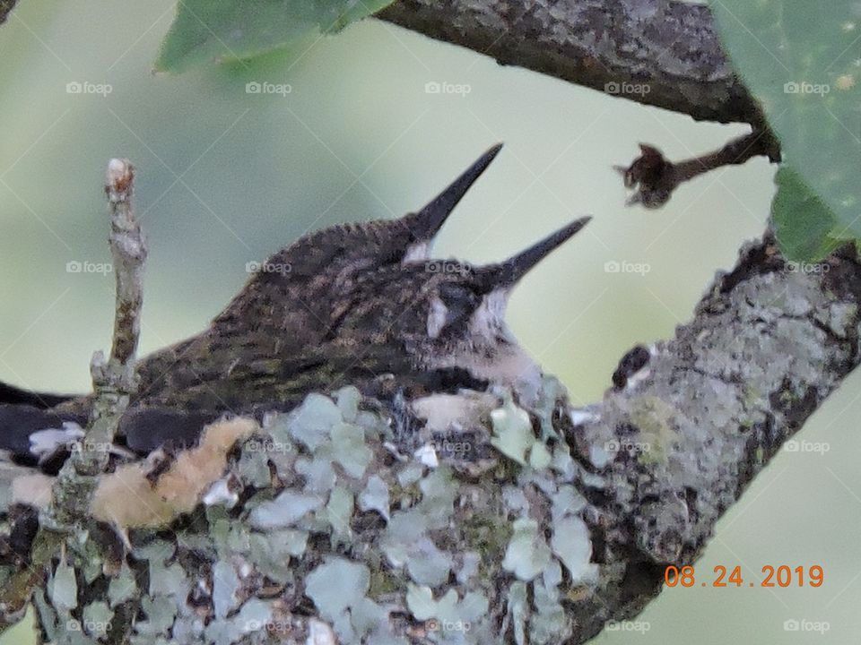 Baby Hummingbirds in the Nest