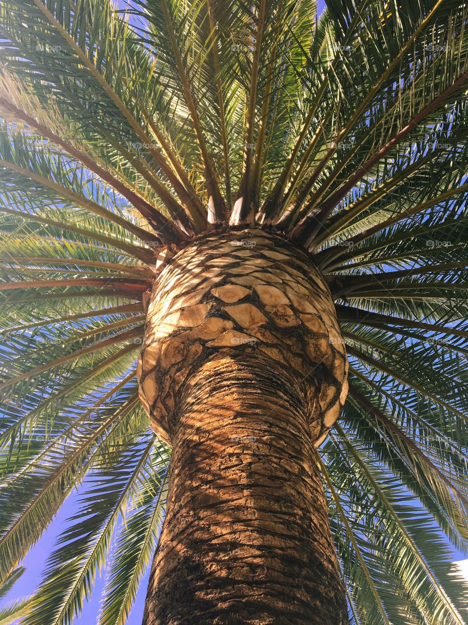 Palm tree