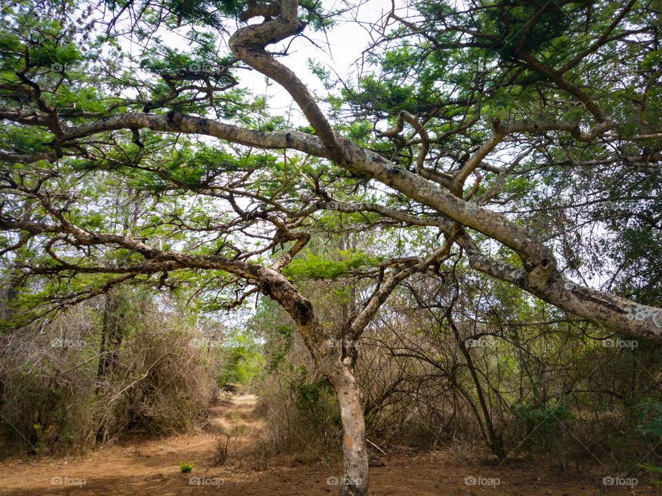 canopy tree next to a small gavel road