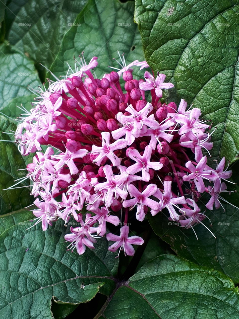 Pink Summer Flower