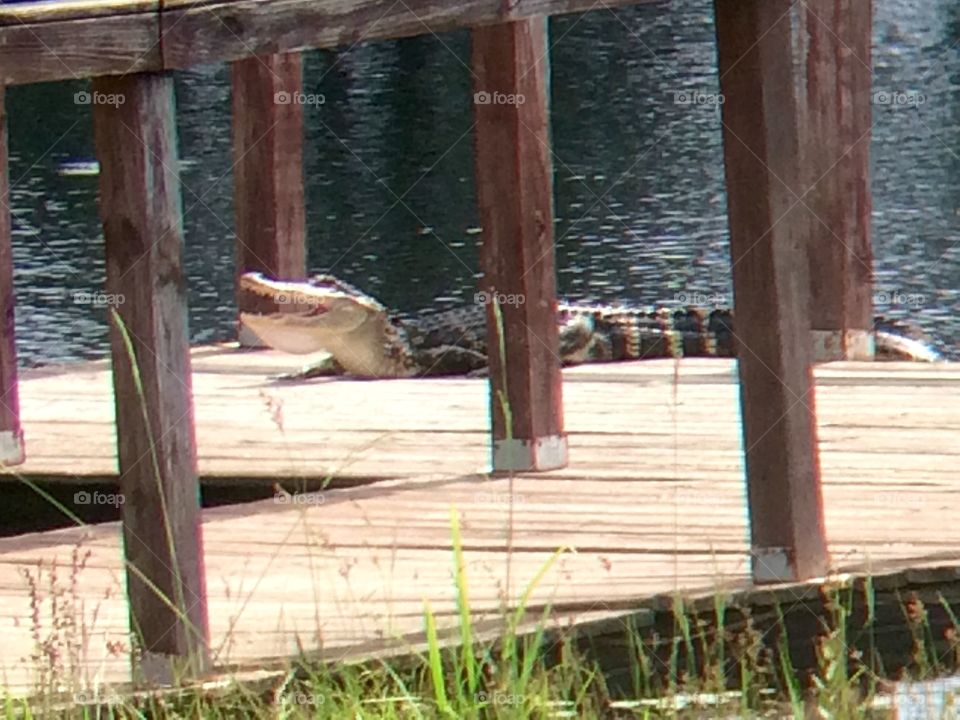 Sunbathing interrupted 