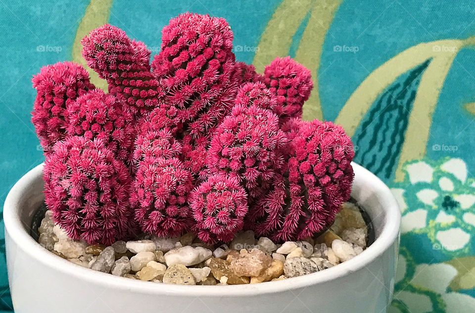 Pink cactus