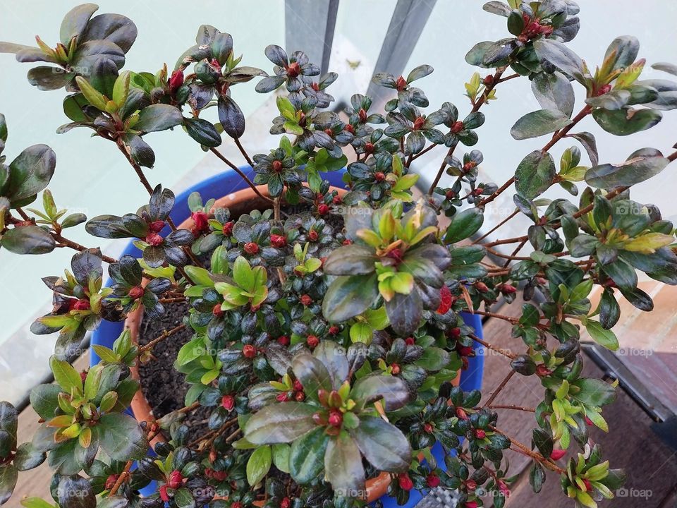 plant plant's lingonberry