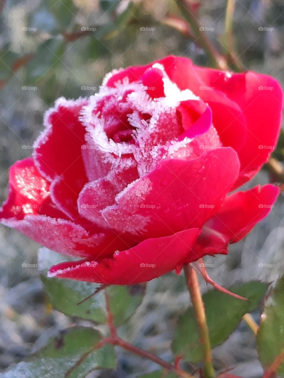 red rose with ice crystals of frost
