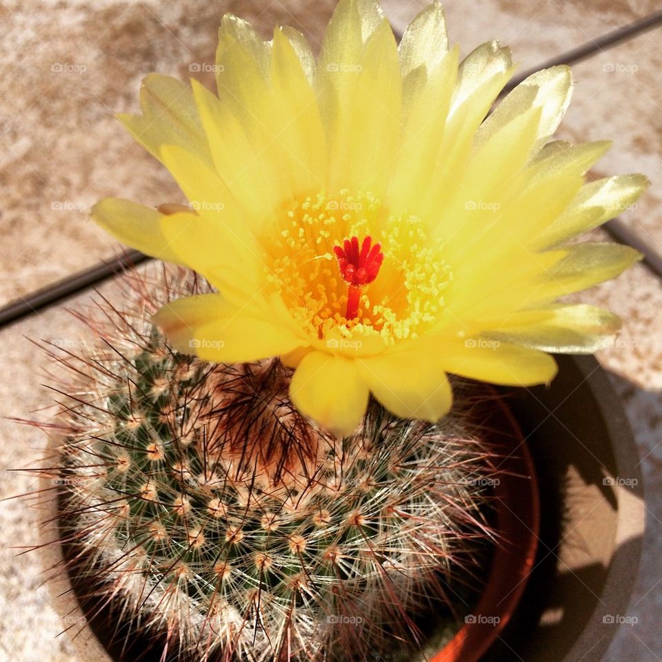 IKEA Cactus flower