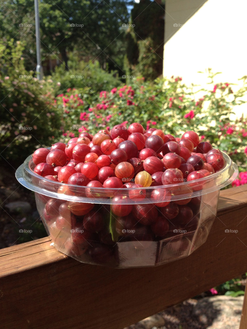 berries liten väldigt krusbärs-skörd... by ingimar_lykke_malmquist_json