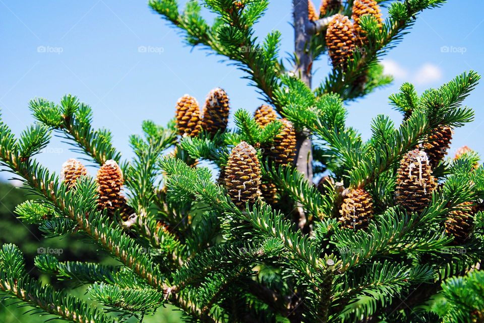 pine tree with cones