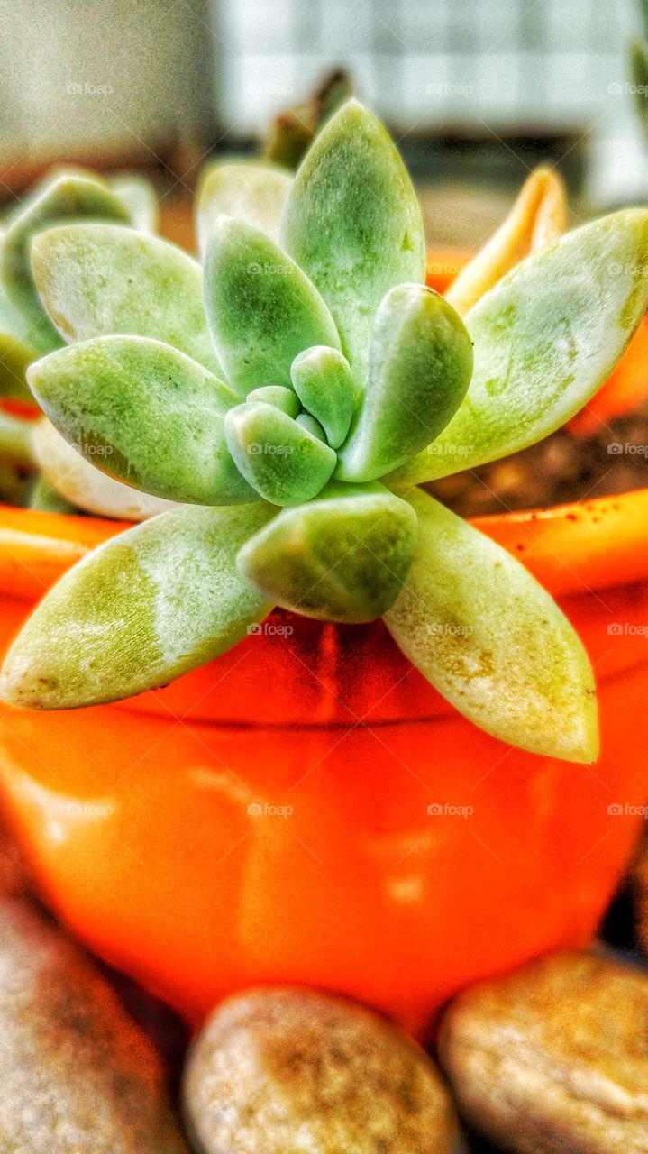 Close up of cactus plant