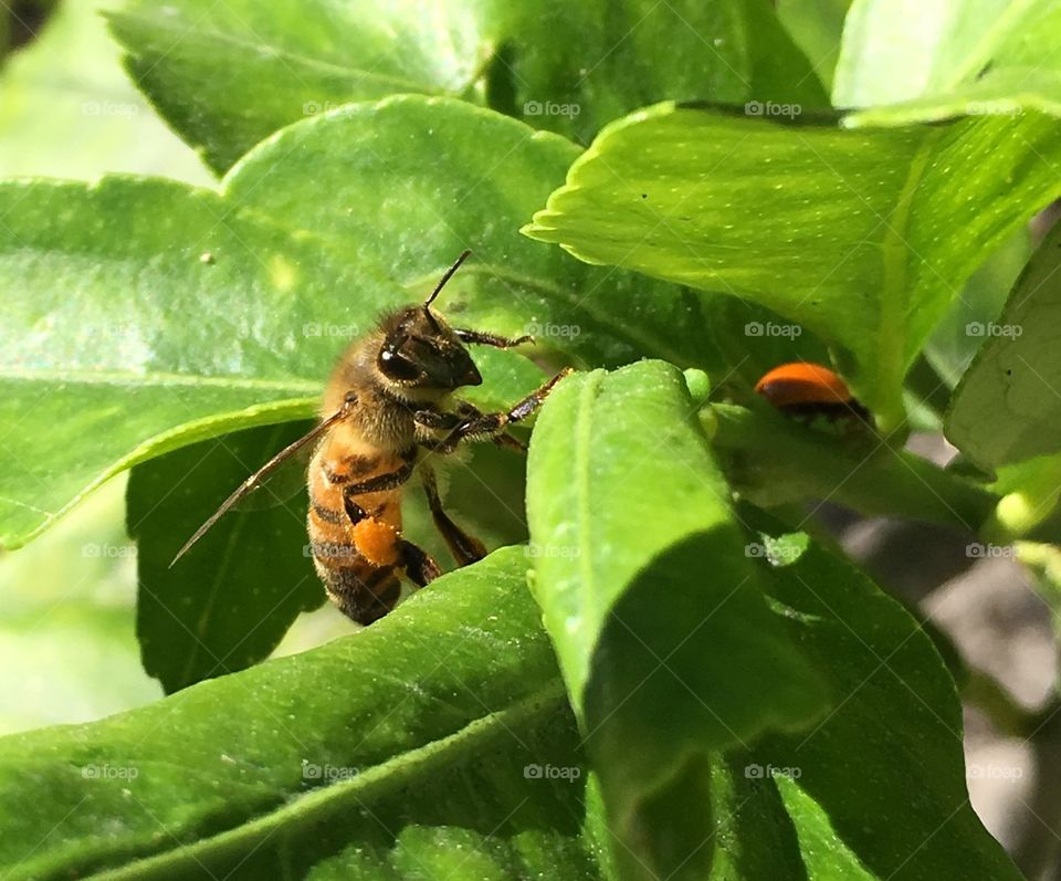 Honeybee and ladybug