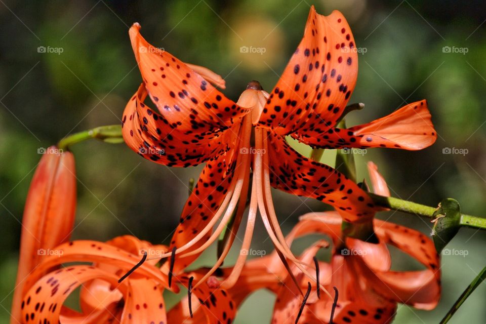 Orange flower in spring