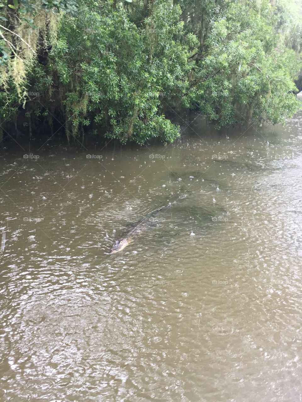 Gators in the storm