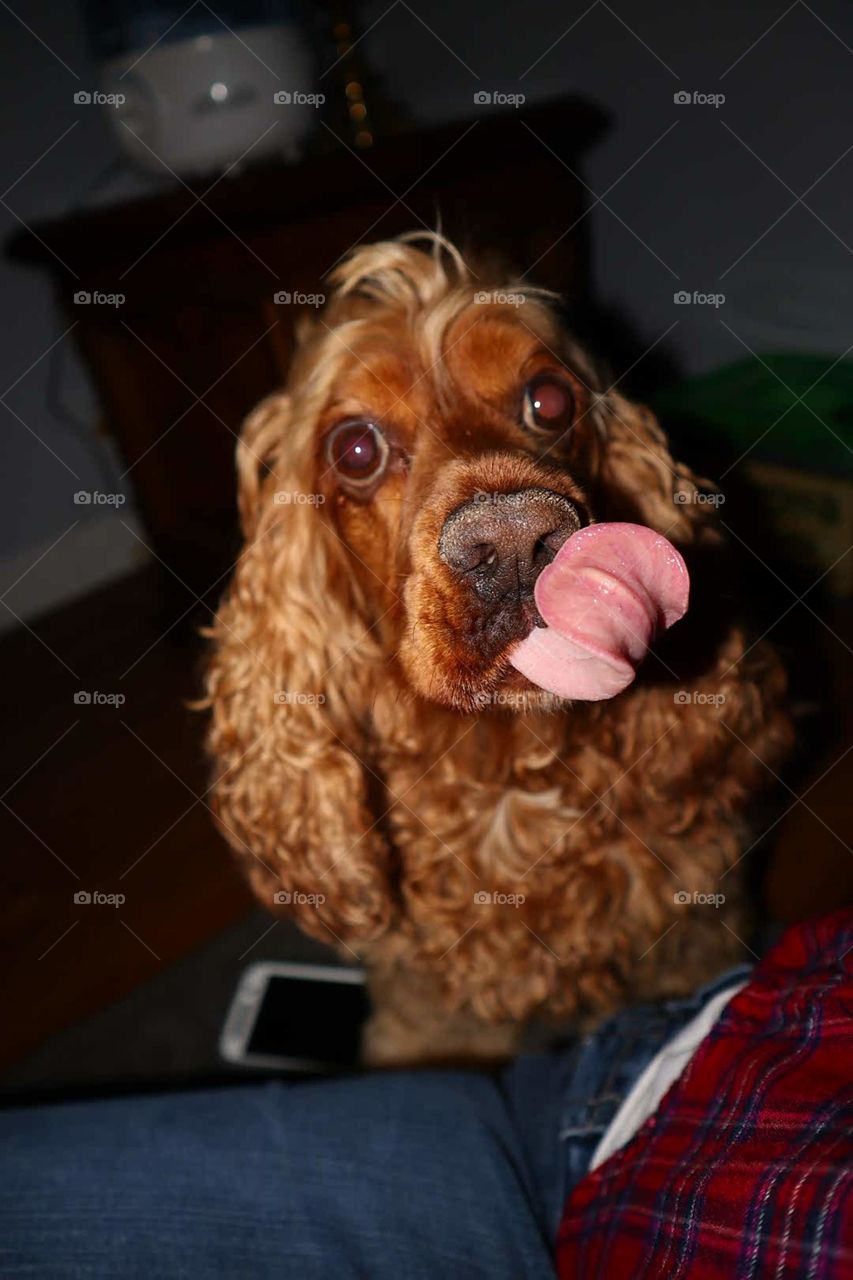 cocker spaniel licking her chops!