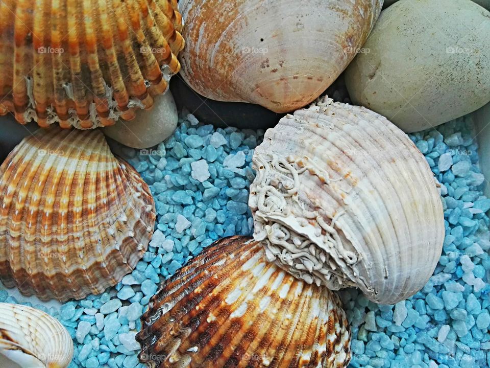 sea shells