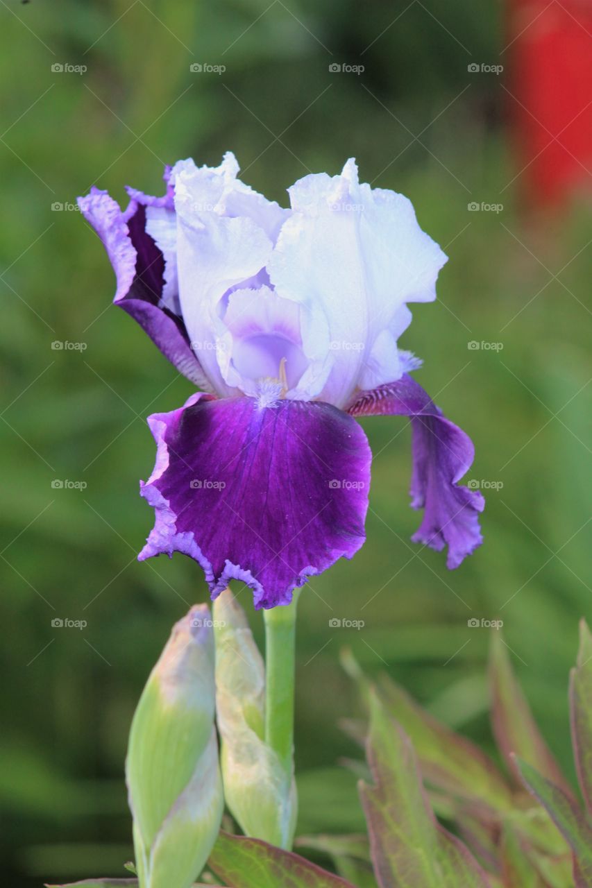 Two-tone purple and white iris 
