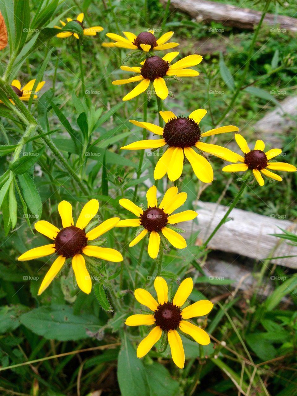 Yellow Flowers