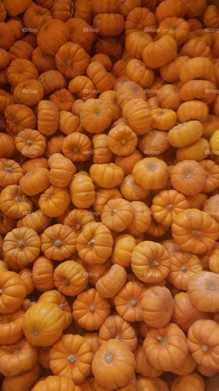 more pumkins!