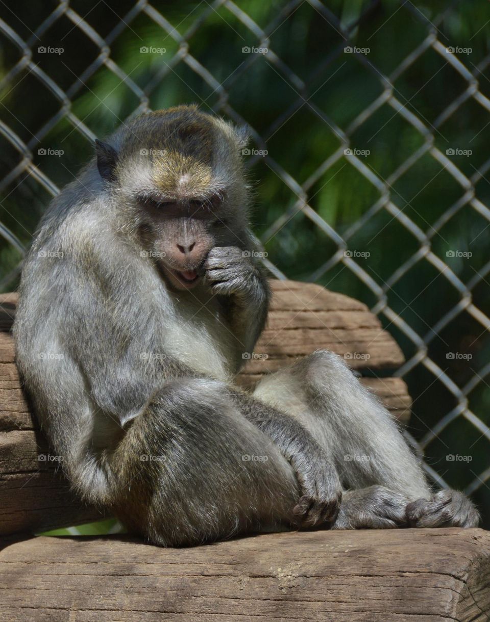 Monkey-Rhesus