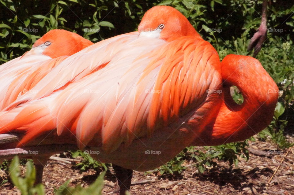 Afternoon Nap - A bold colored flamingo taking a nap.  Didn't know necks could bend that way.