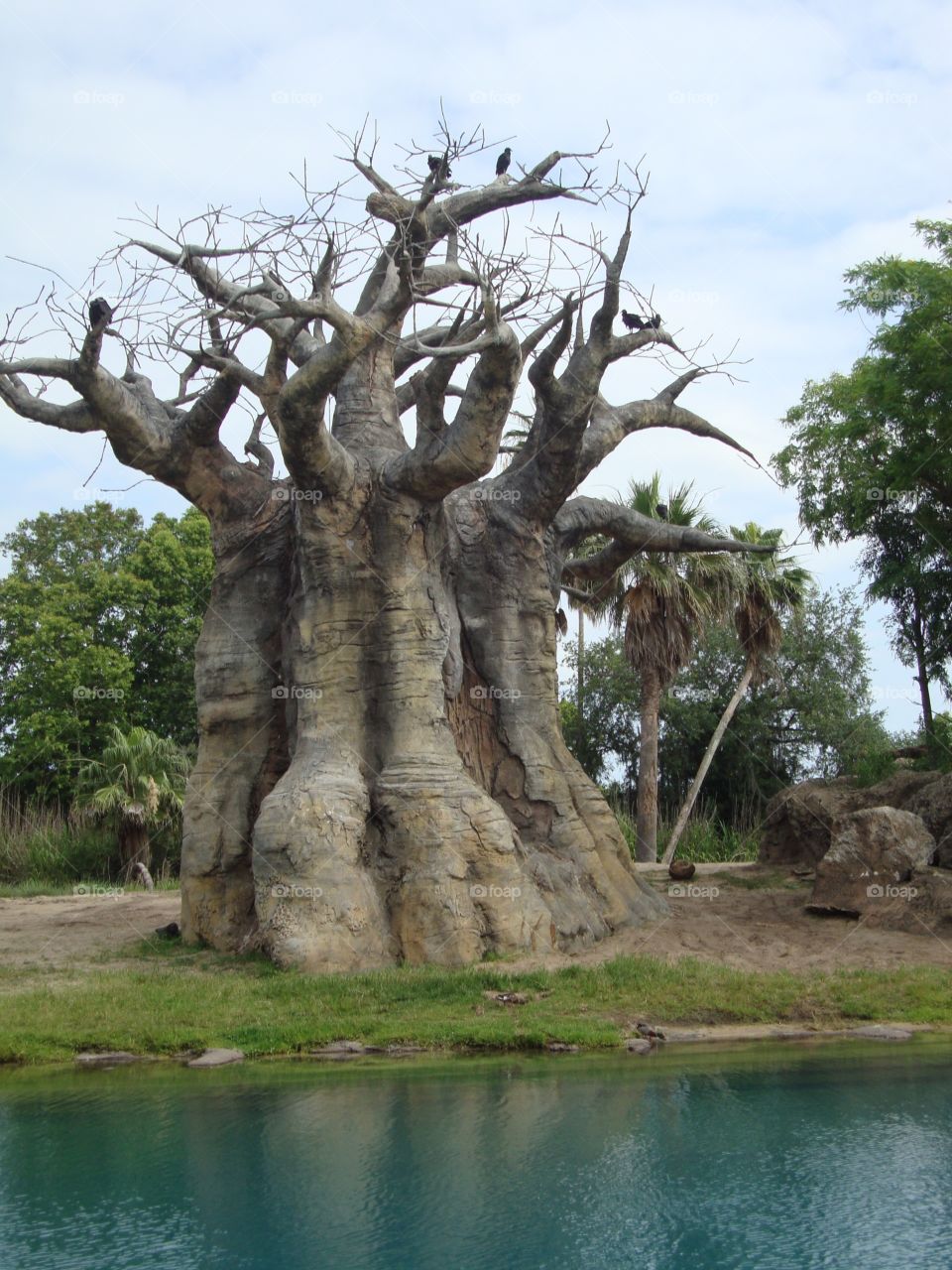 Beautiful African tree