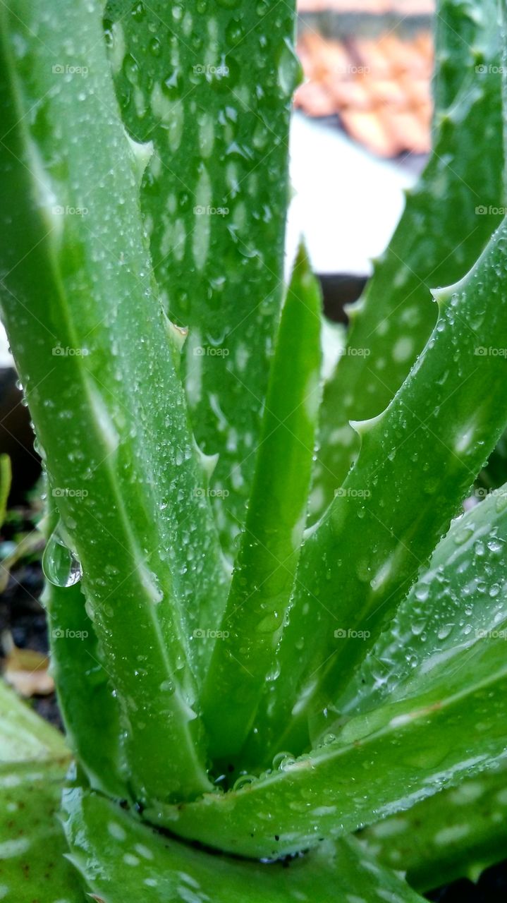Aloe vera
