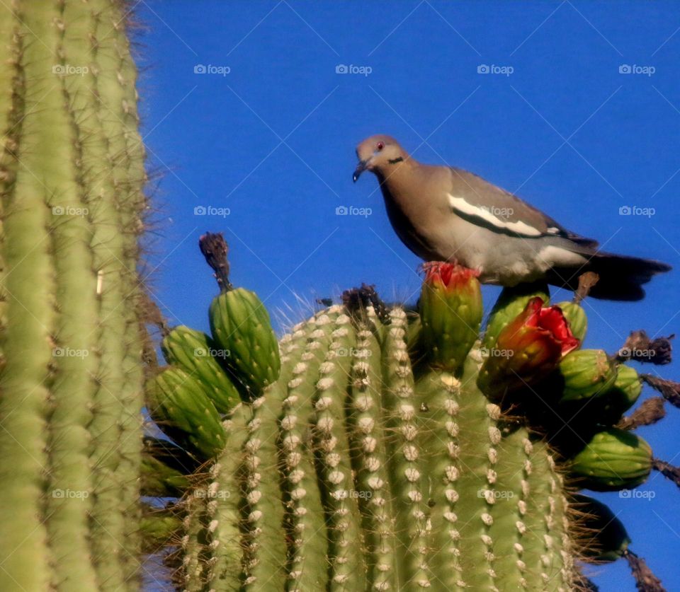Dove at a Cactus Flower