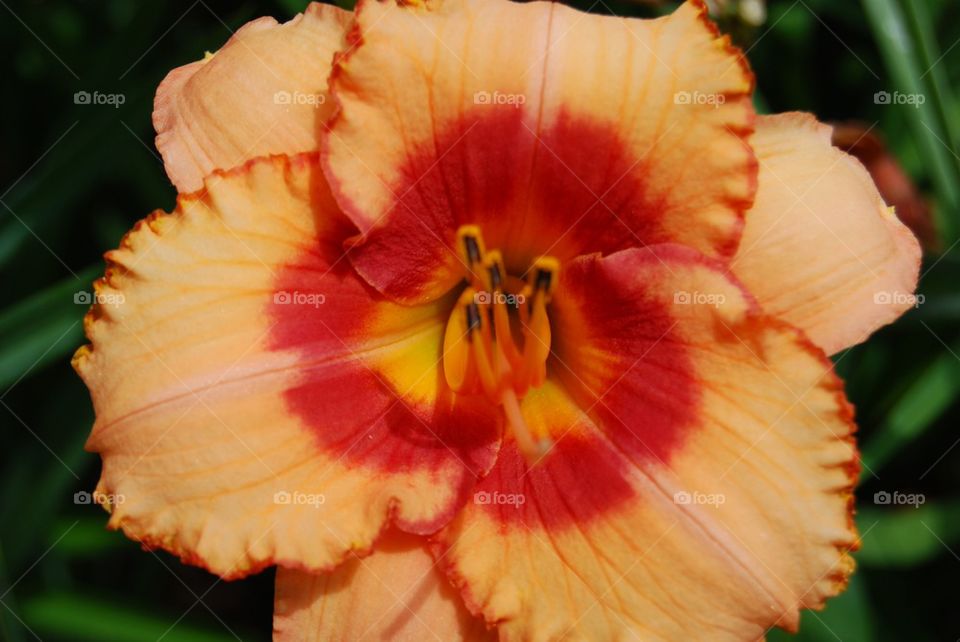 Daylily coral center