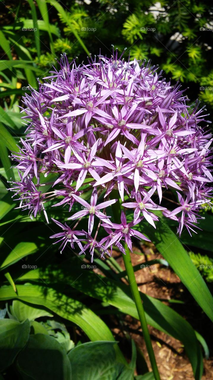 spring. flowers. beauty