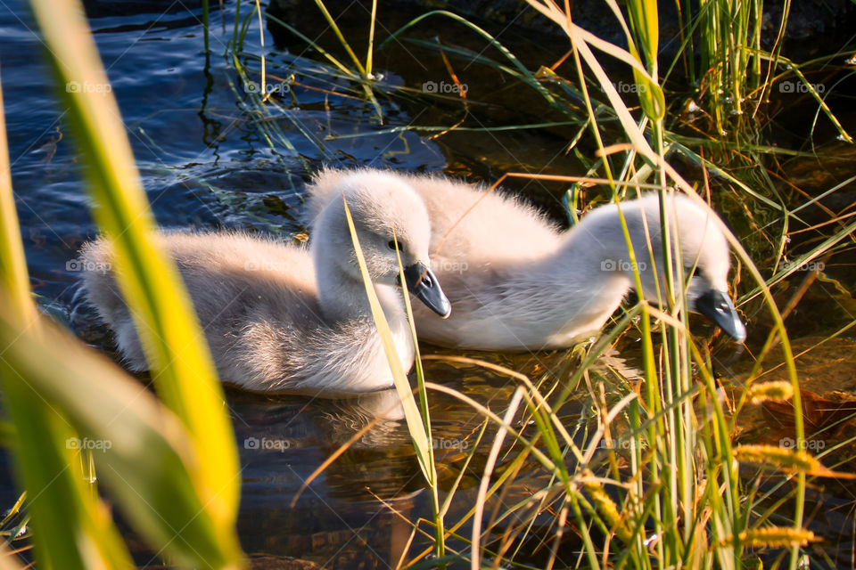 Baby swans swimming in the Corrib river