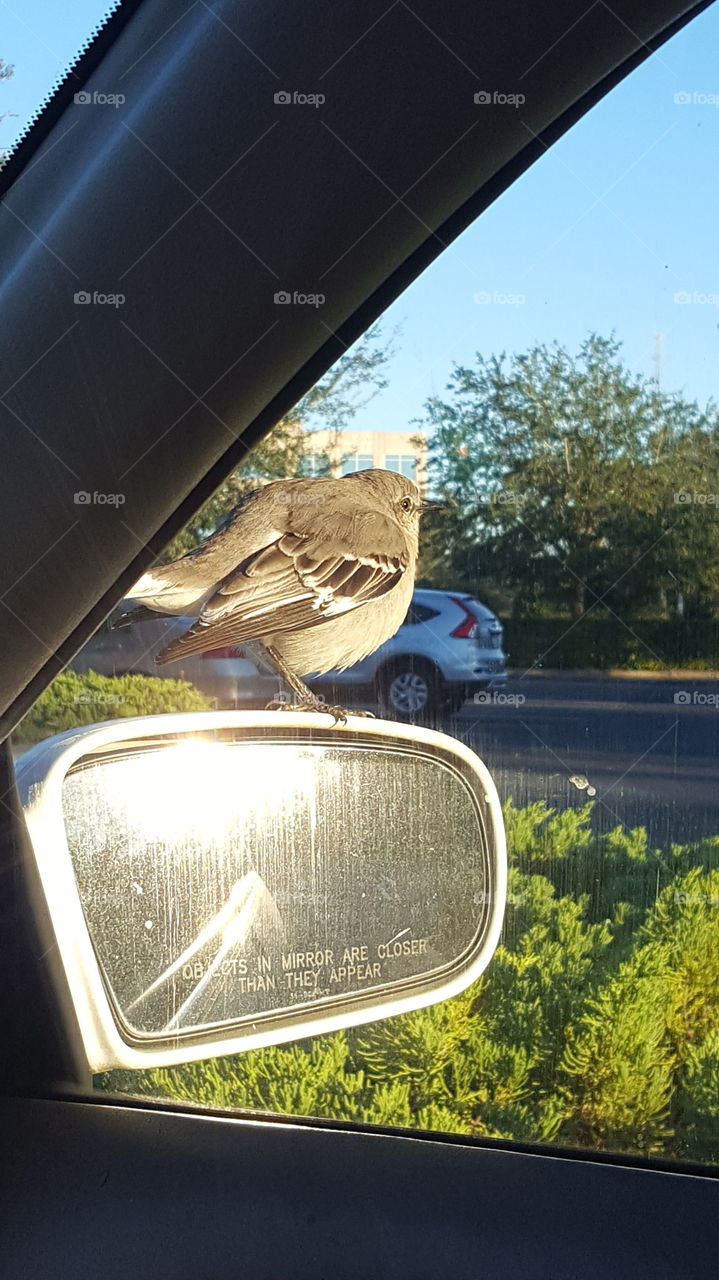 a bird sitting on my mirror