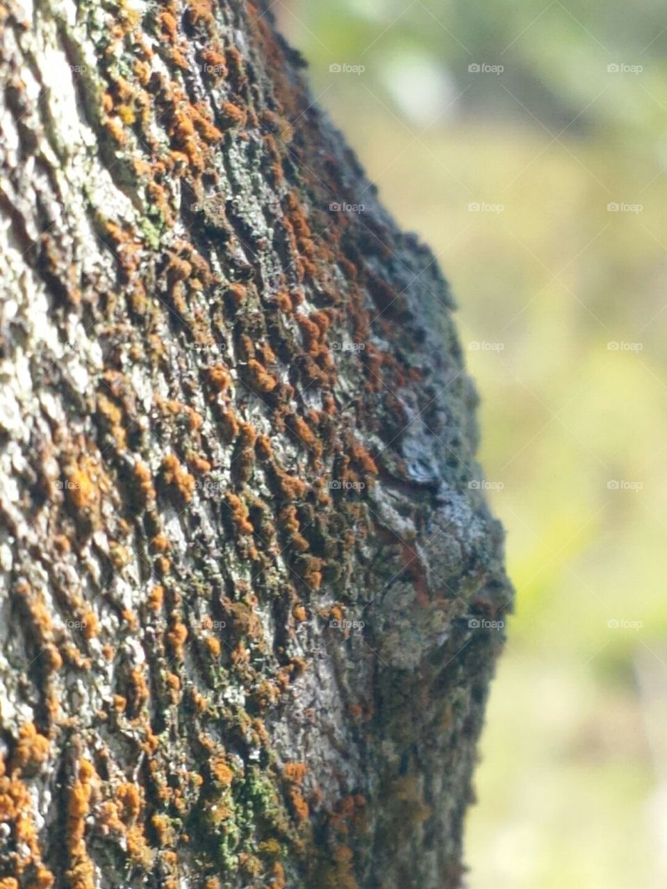 tree bark with moss