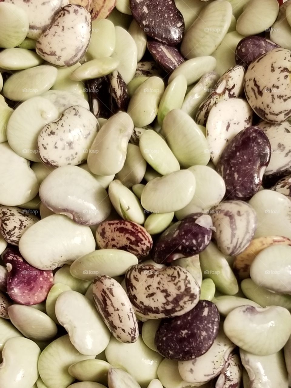 Mixed unshelled, fresh garden beans.
