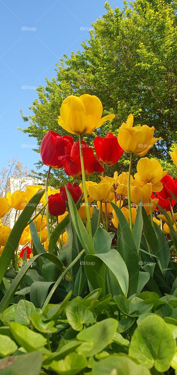 Tulips red and yellow